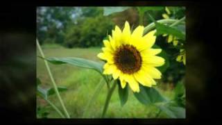 Ah! Sunflower (William Blake)