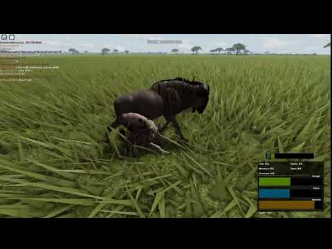 Wild Savannah - Hyena Hunt Wildebeest(Successful)