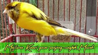 Download lagu Masteran Kenari paud agar cepat gacor | F1 American singer mp3