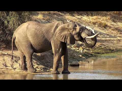 Djuma: Lone Elephant bull drinking at the dam - 15:42 - 07/15/21