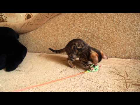 Бенгальчики питомника ASHIMA CATS