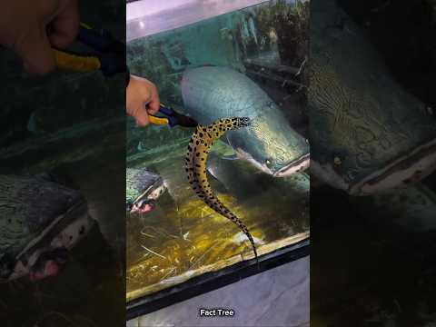 Electric eel vs Arapaima