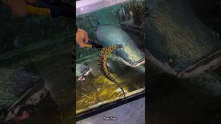 Electric eel vs Arapaima