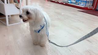 マルチーズの動画02