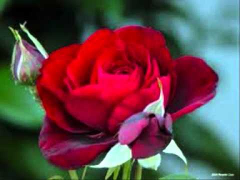 download lagu mp3 mp4 Los Nufragos Estoy Hecho Un Demonio, download lagu Los Nufragos Estoy Hecho Un Demonio gratis, unduh video klip Los Nufragos Estoy Hecho Un Demonio