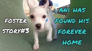 Foster Journey 3｜アニのずっとのお家が決まりました｜Ani Has Found His Forever Home| Houston Lifestyle Vlog