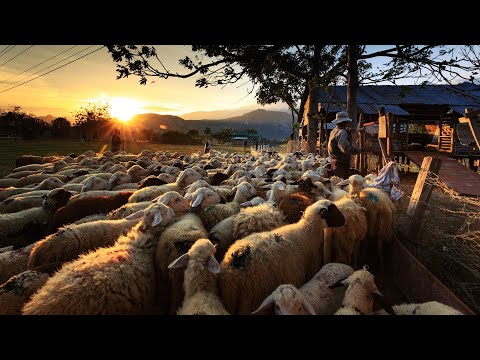 Homestead - Count Sheep to Fall Asleep Vol. 3 ~ Relaxing Music ~ Visual for Distraction and Boredom