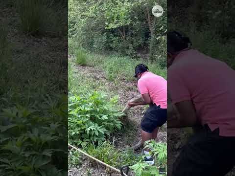 Massive python spotted on Atlanta Beltline. See bystander video.