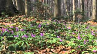 PRZYBYLI UŁANI.wmv