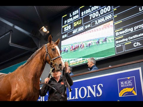 2022 Magic Millions GC National Broodmare Sale - Lot 526 Still A Star