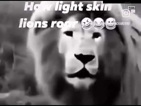 lightskin lion