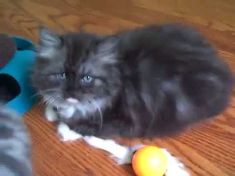 Kaerik RagaMuffin Kittens