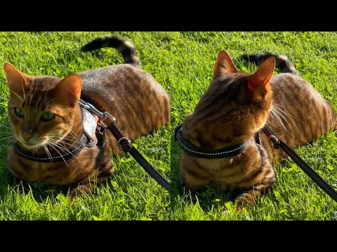 TOYGER CATS ARE PERFECTION