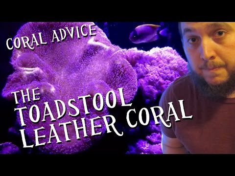 Coral Advice - The Toadstool Leather Coral