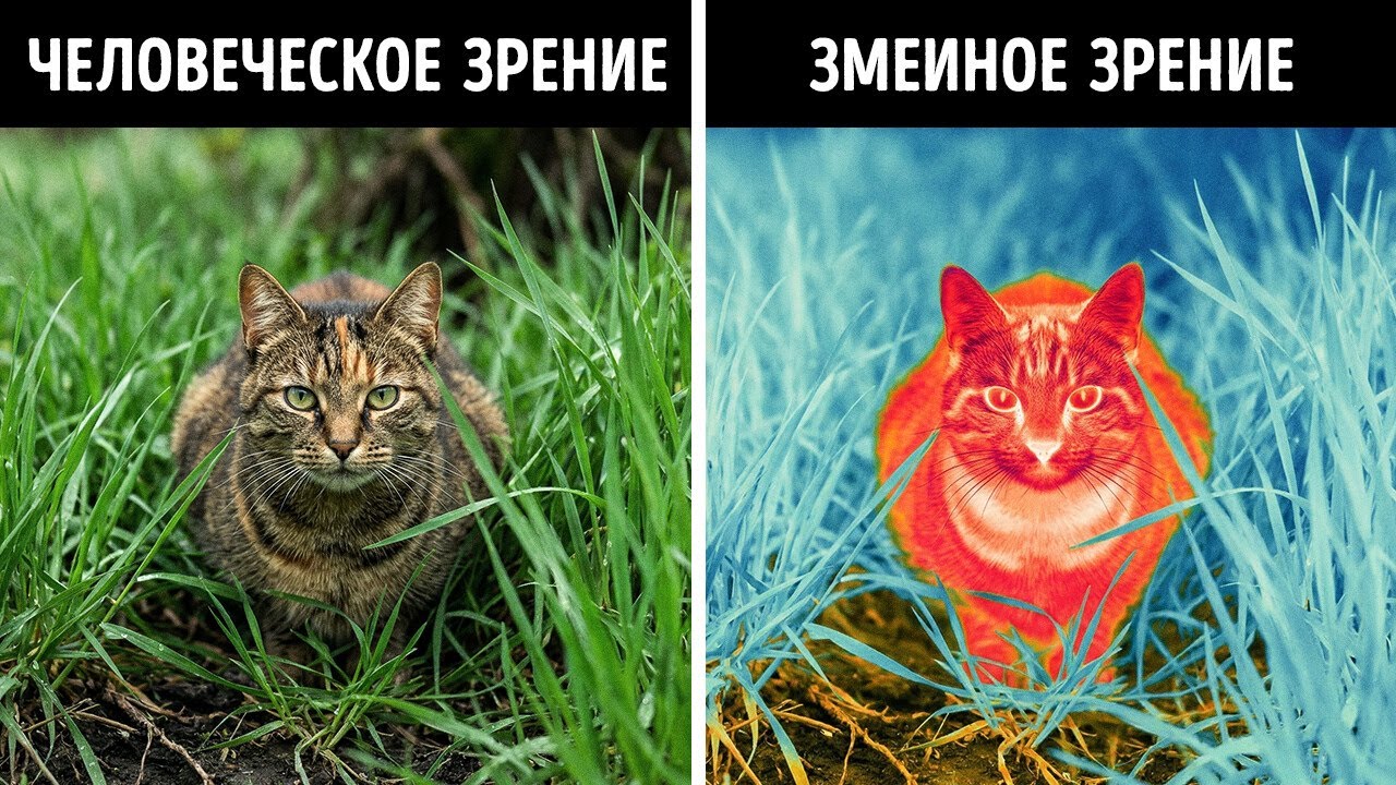 Зрение человека ничтожно по сравнению с тем, как видят животные
