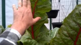 preview picture of video 'Toscano or Tuscan Kale in Aquaponics'