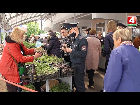 Акция "Безопасная рассада" прошла на рынке Гомеля видео