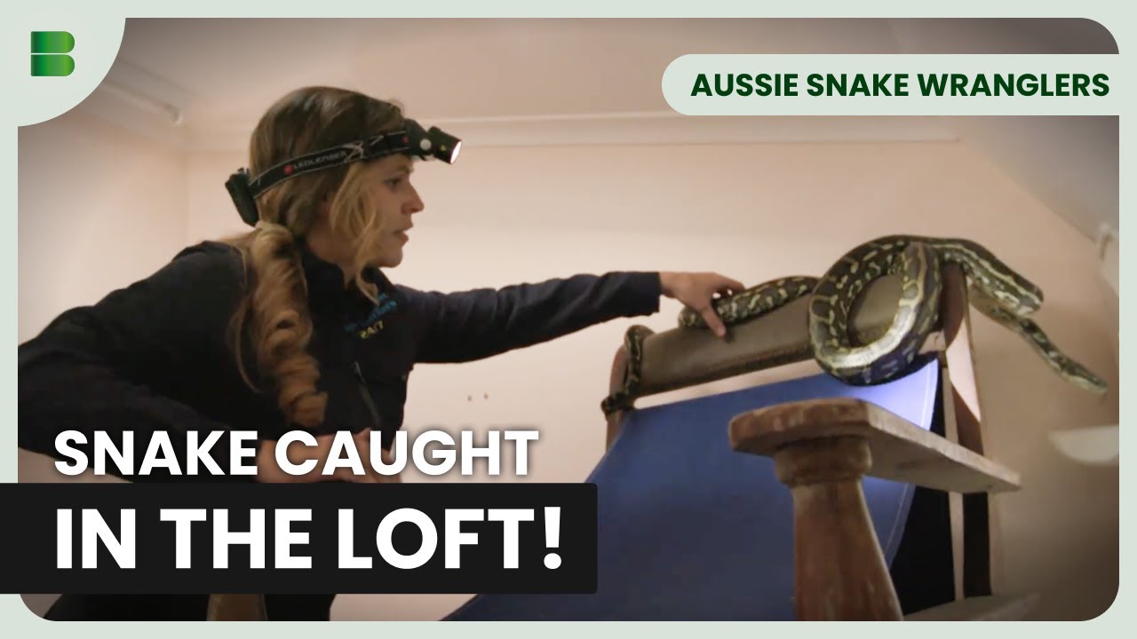 Stuart McKenzie’s Massive Python Catch - Aussie Snake Wranglers - Documentary