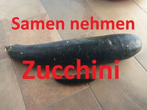 Zucchini Saatgut gewinnen (u.a. Bitterstoffe/Kreuzung vermeiden) | Samen nehmen #4