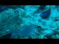 Tank Defends His Conch Dinner