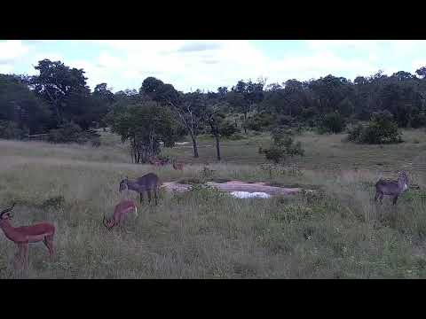 Djuma: Waterbucks and Impalas - 10:52 - 02/08/2022
