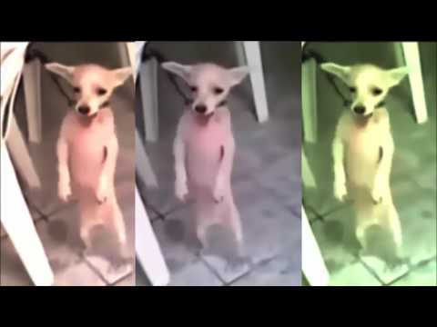 Cats and Dog Funny Video