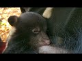 Black Bear Cub Suckling