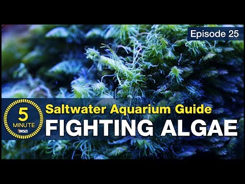 Get rid of algae once and for all. Not just control but beat algae in the reef tank.