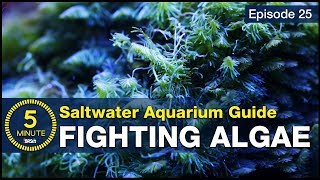 Get rid of algae once and for all. Not just control but beat algae in the reef tank.