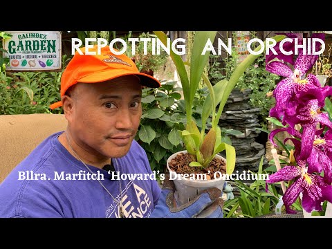 Orchid Ep 1: How to repot an oncidium orchid |Galindez Garden & Adventures