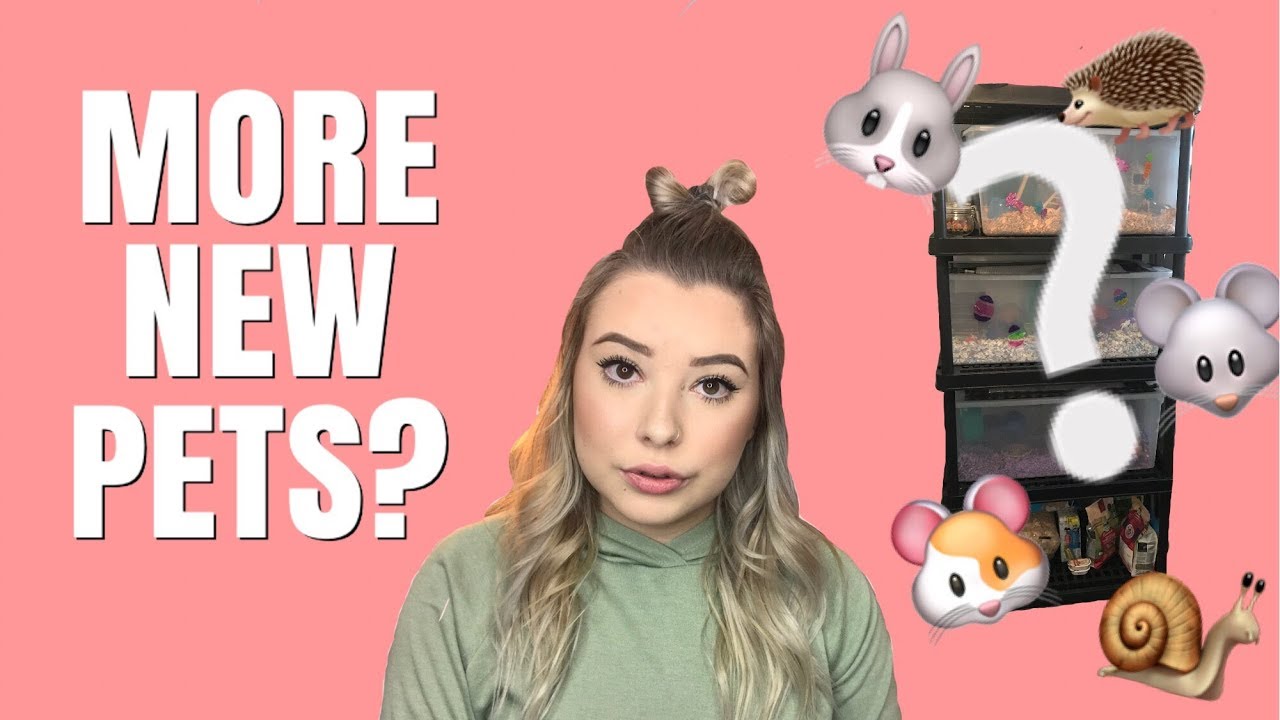 INTRODUCING MY NEW PETS!