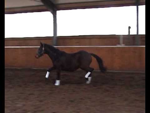 Dragonheart v Danone - Michelangelo - Top Dressage Prospekt 0 - SOLD