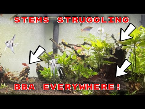Aquarium 911 Ep 6 - Stem Plant Problems And Black Beard Algae