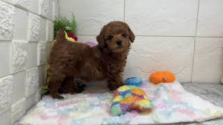 トイプードルの動画01