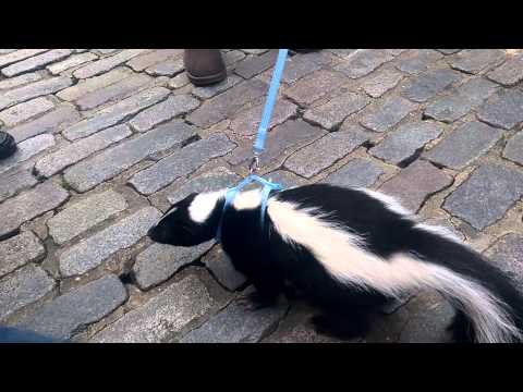 Taking a skunk for a walk Video