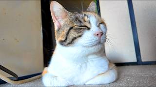 公箱座りな三毛猫フミ姫😽