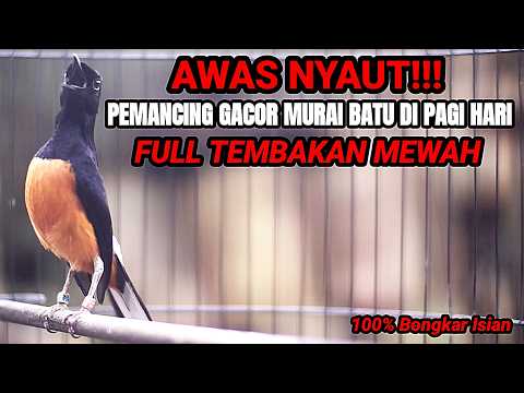 MASTERAN MURAI BATU DI PAGI HARI BONGKAR ISIAN MEWAH FULL MATERI BIKIN MURAI ANDA JADI JUARA