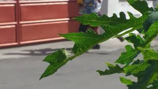 Download lagu Prank berujung maut mp3