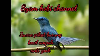 Download lagu Suara pikat burung kecil pleci kutilang selendang biru konin pelanduk semak ampuh anti zonk...!!! mp3