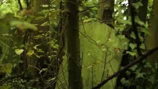 preview picture of video 'Nunhead Cemetery - one of London's most beautiful green spaces'