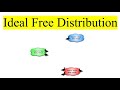Ideal Free Distribution