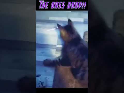 #bassdrop #hypercat Cat Derping on Lazer #shorts #youtubeshorts