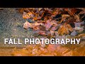 Fall Photography Tips - Seasonal Photography