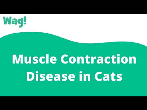 Muscle Contraction Disease in Cats | Wag!
