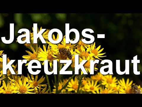 Behandlung von Gelenken in Yessentuki ohne Unterkunft in Motels Vorrichtung zur Behandlung von Kniegelenk Preis