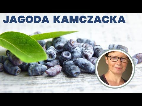Jagoda kamczacka - naturalna multiwitamina