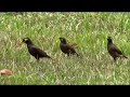 Mother Myna Bird Searching For Food With Her Babies