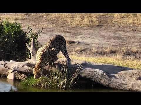 Djuma: Hosana male leopard gets drink-Pt:1 - 16:08 - 09/14/18