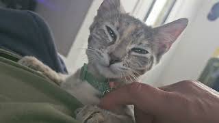 bopa playing with me@bopa25#cutekittycat