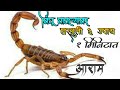 विंचू चावल्यावरती घरगुती उपाय Vinchu Changlyavar